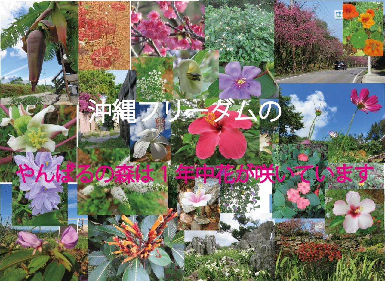 Okinawa Freedom Villa Nakijin Exteriör bild